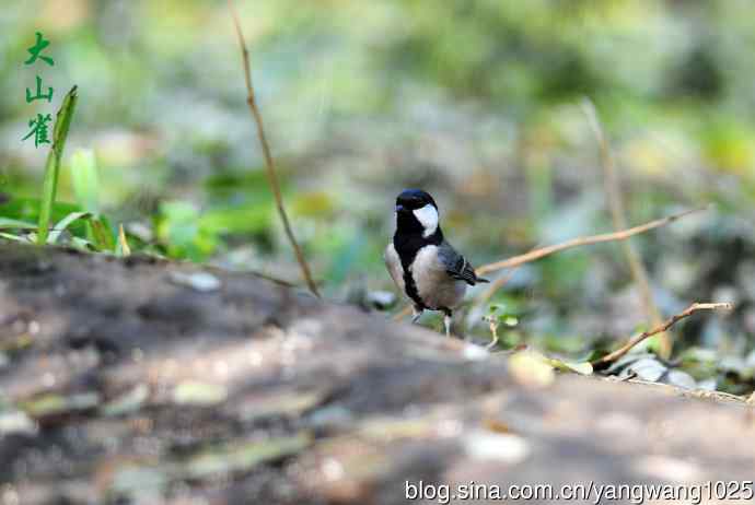 杂片（立冬所获）