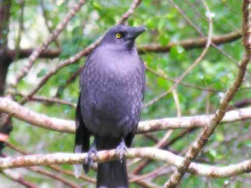 天生猎手：非猛禽类猎手之二（雀鸟也是屠夫——伯劳）