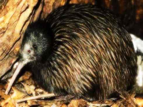 猎奇：十大奇异鸟类