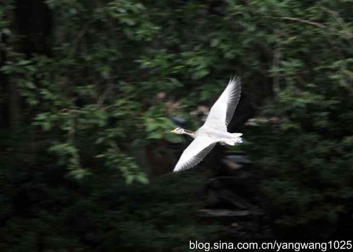 杂片（斑头雁、海鸥、夜鹭）