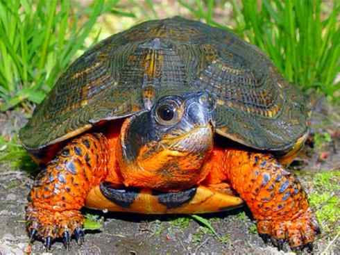 玄武：传说的兽原型探秘（水龟）