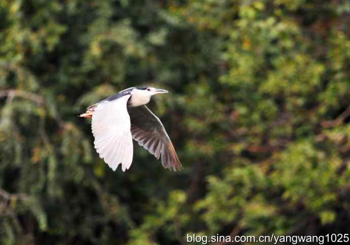 飞(夜鹭)31 飞(夜鹭)31