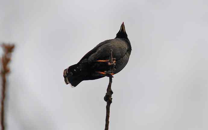 北京植物园赏鸟（二十二），八哥（组图）