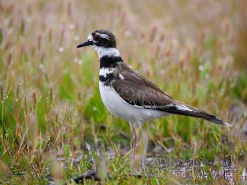 鸟类之最:北美金鸻