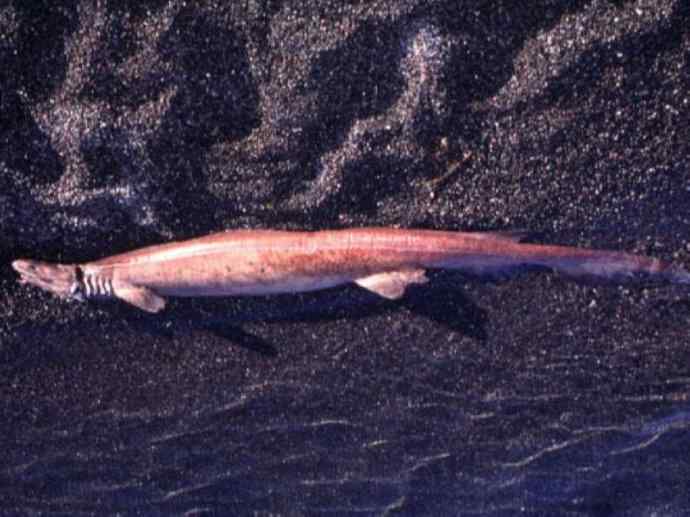 鱼类活化石：皱鳃鲨