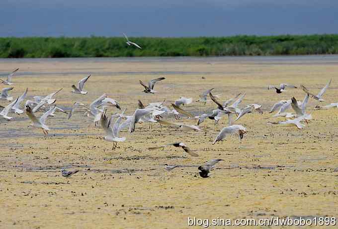 灰斑鸠踩蛋 wbr须浮鸥育雏