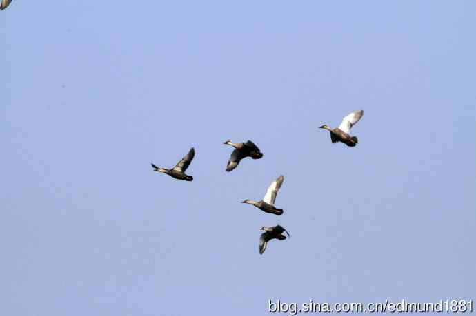 崇明东滩湿地公园观鸟记