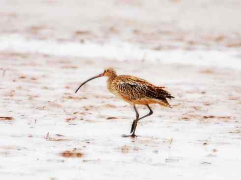 猎奇：奇特的鸟喙之五