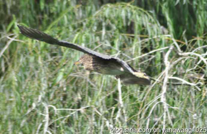 飞（夜鹭） wbr1