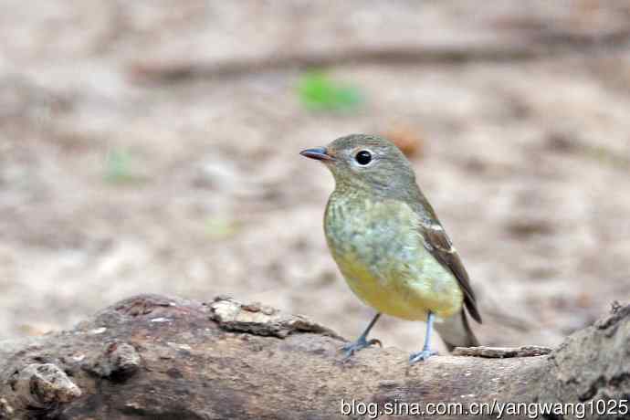 雌性白眉姬鹟（17）