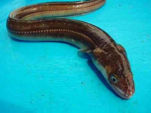 自然奇观：动物大迁徙(鳗鱼)