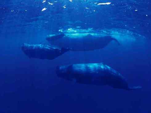 自然奇观：动物大迁徙(齿鲸类)