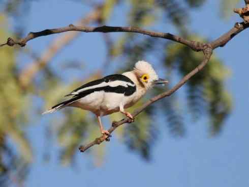 白头鸟系列:另类的美丽6 白头鸟系列:另类的美丽6