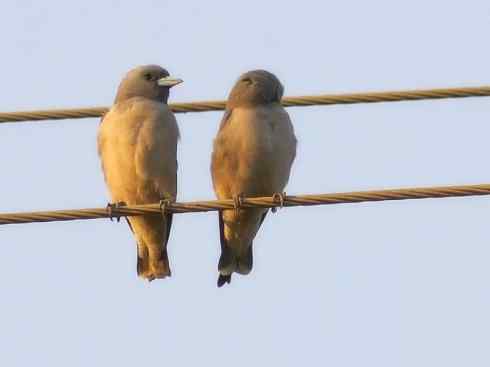 雀鸟也彪悍：空中精灵(燕鵙科)