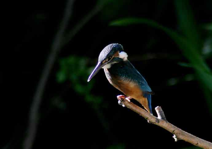 光影中的小小翠