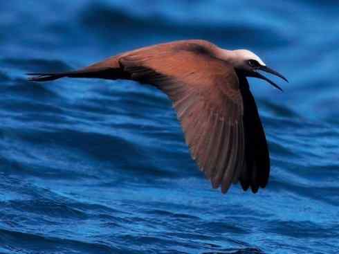 自然奇观：动物大迁徙(燕鸥类)