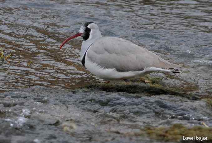 亚洲山地珍鸟：鹮嘴鹬