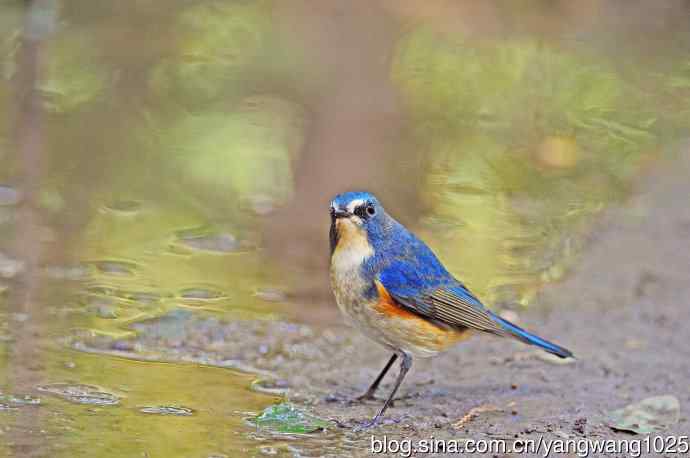 雄性红胁蓝尾鸲（18）