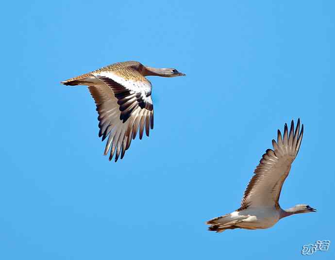 密云水库&nbsp;wbr路&nbsp;wbr大鸨、雉鸡和苍鹭