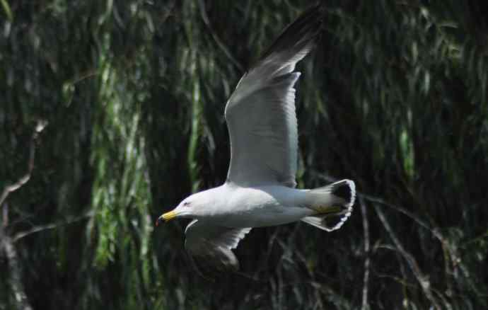 海鸥与打架的鸿雁 海鸥与打架的鸿雁