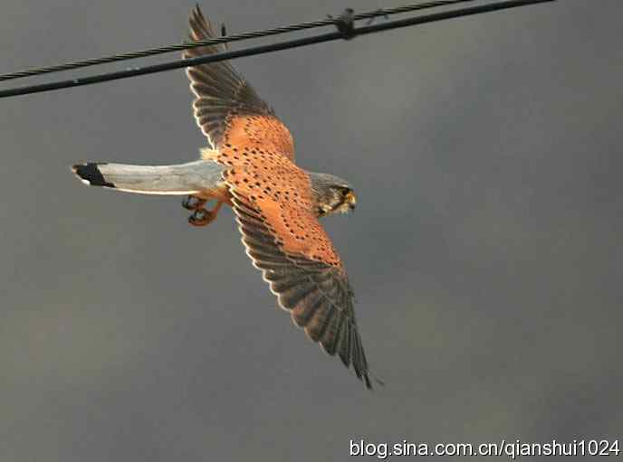 红隼的美味午餐(白河湾)