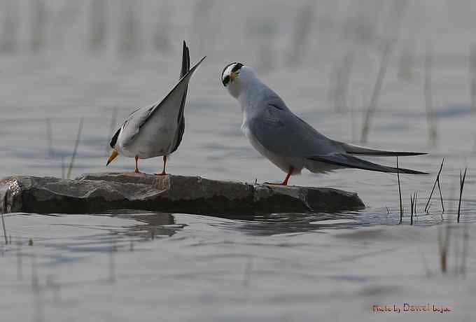 白额燕鸥：丹青写意 wbr似水柔情