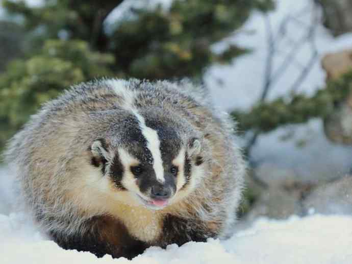 犬科：狐亚科之大耳狐