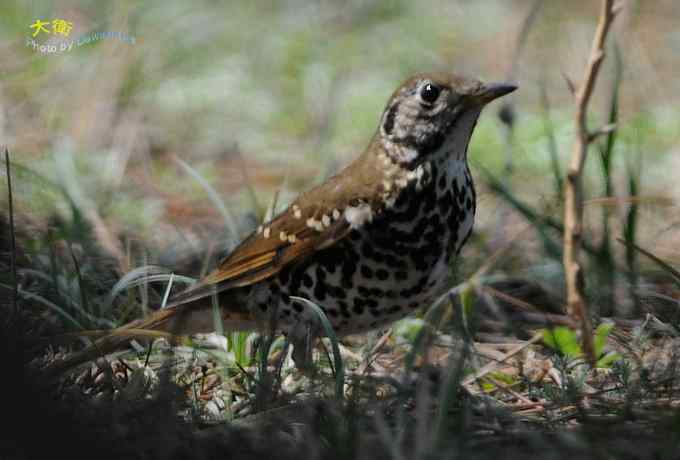 二鸫献寿:虎斑地鸫和宝兴歌鸫 二鸫献寿:虎斑地鸫和宝兴歌鸫