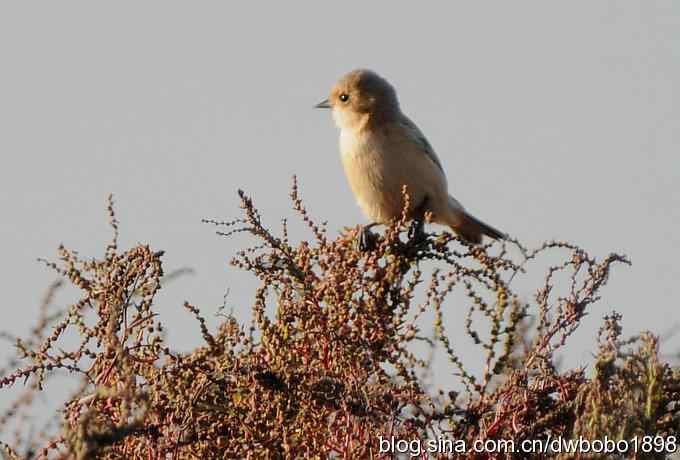菩提岛：人文景观和观鸟基地