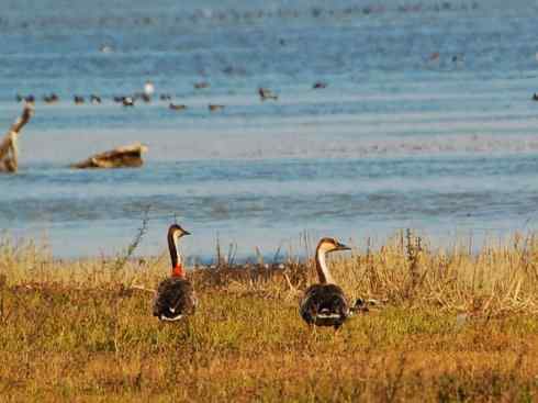 奇特的盔：鸿雁