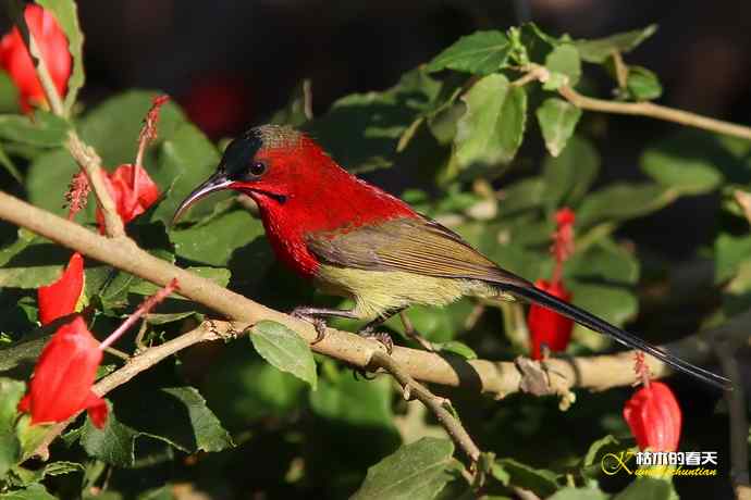 西双版纳拍鸟：黄腰太阳鸟