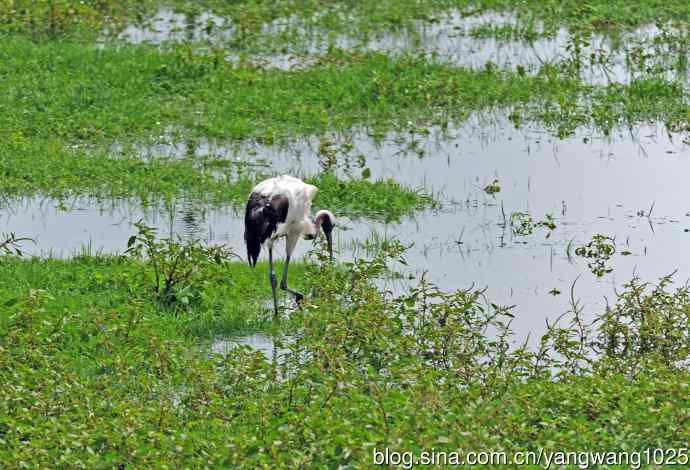 北京麋鹿苑的鸟类——悠闲的丹顶鹤