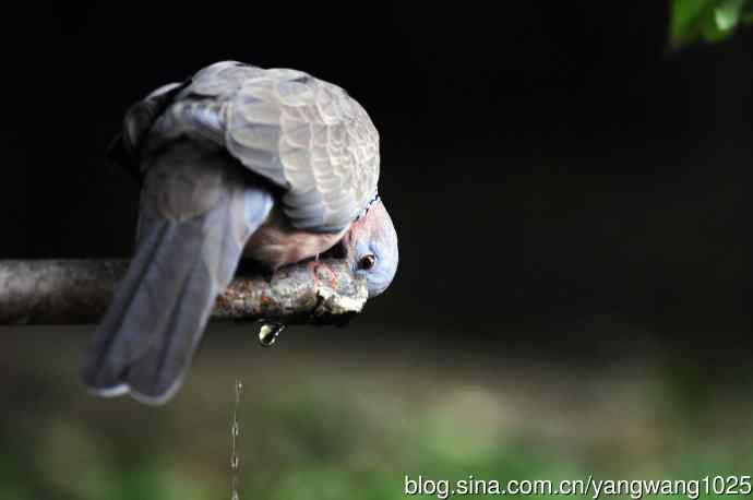 饮水的珠颈斑鸠
