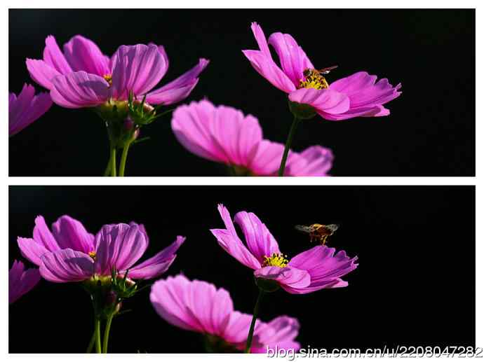 228.幸福像花儿一样美