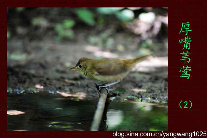 厚嘴苇莺(2) 厚嘴苇莺(2)