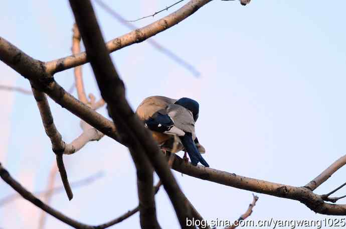 黑头蜡嘴雀（1）