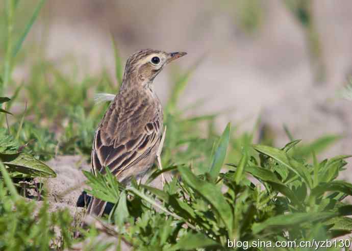 棉花地里的精灵——理氏鹨（组图，7张图片）