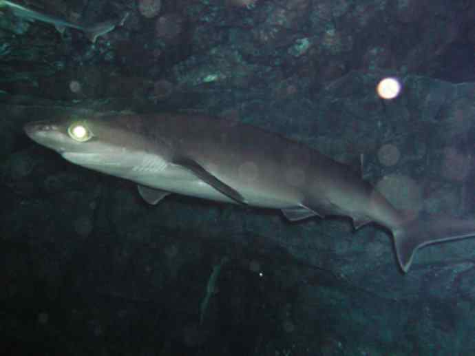 鱼类活化石：皱鳃鲨