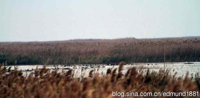 崇明东滩湿地公园观鸟记