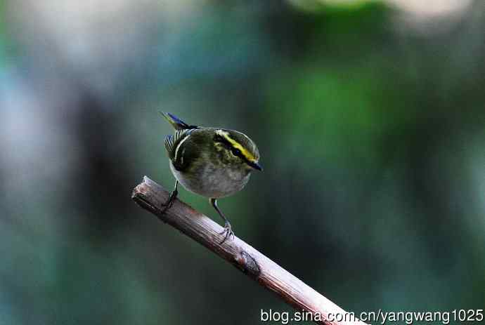 黄腰柳莺(8) 黄腰柳莺(8)