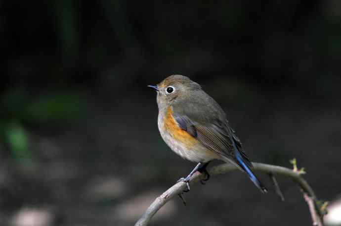 雌性红胁蓝尾鸲（55）