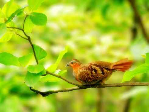 家禽驯化之源之九