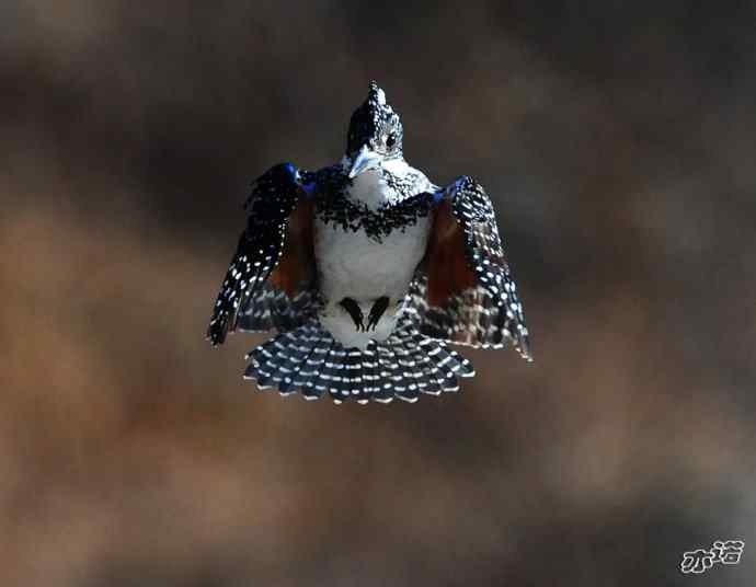 白河峡谷的冠鱼狗