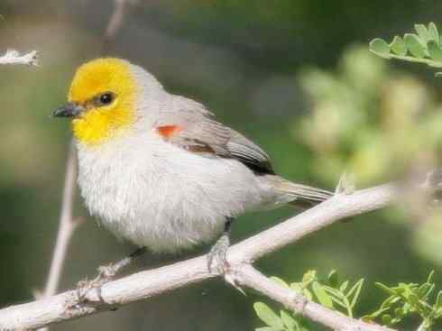 十大鸟类建筑师之二（织布鸟、维达雀）