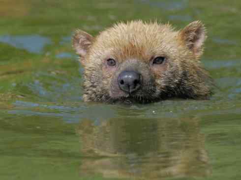 犬科：薮犬亚科薮犬属之薮犬