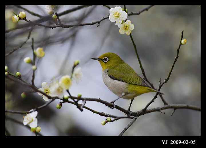 武汉观鸟会初级观鸟讲座[第12课]——早春踏青