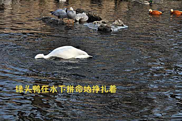 天鹅的愤怒与可怜的绿头鸭（纪实）