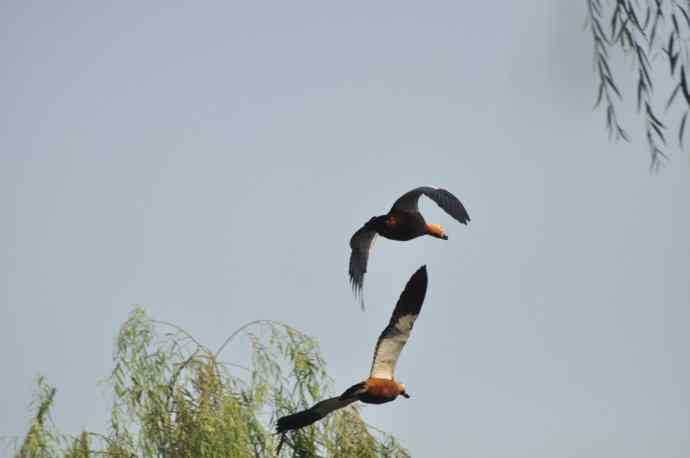 飞(赤麻鸭)1 飞(赤麻鸭)1