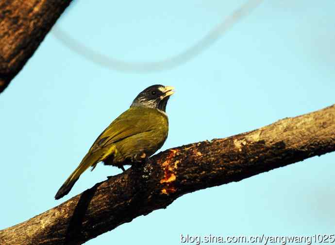 领雀嘴鹎(3) 领雀嘴鹎(3)
