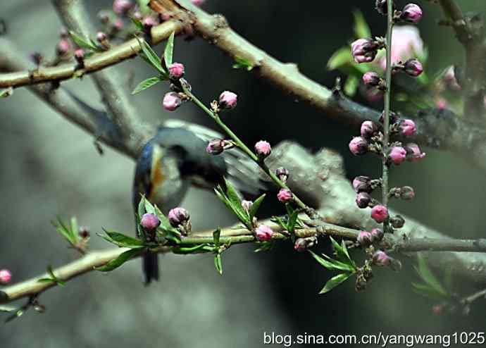 洗浴与梳理（纪实）